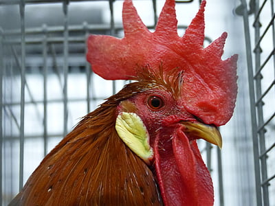 animal, bird, hahn, feather, poultry, cockscomb, red