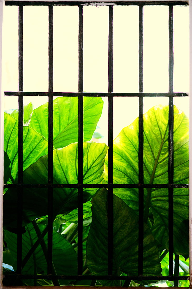 seville, dripping guanyin, behind bars, window, green Color, leaf, nature