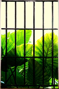 Sevilla, kapanje guanyin, iza rešetaka, prozor, zelena boja, list, priroda