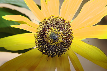 flor del sol, semillas, amarillo, flor, floración, naturaleza, girasol