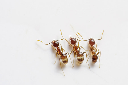 hormigas, errores, insectos, tres, triple, marrón, naturaleza