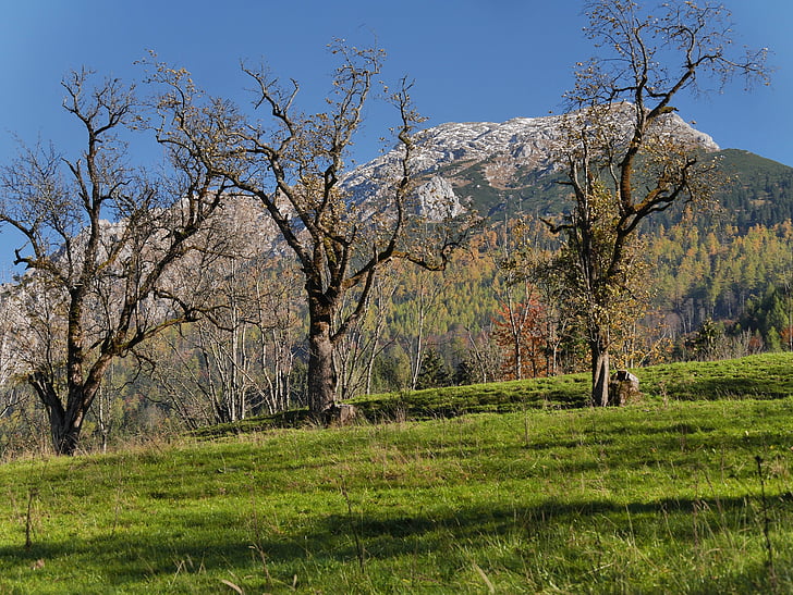 hösten, naturen, träd, vandring, bergen