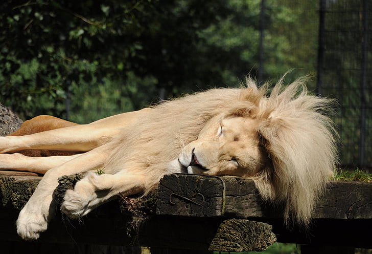 lion, zoo cloppenburg, sleeping, males, mane, predator, lion's mane