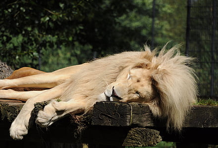 lõvi, Zoo cloppenburg, magades, mehed, Mane, Predator, Lõvilaka