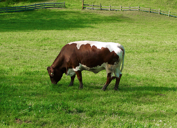 vaca marrom e branca, pastos verdejantes, gado, vaca, grama, fazenda, agricultura
