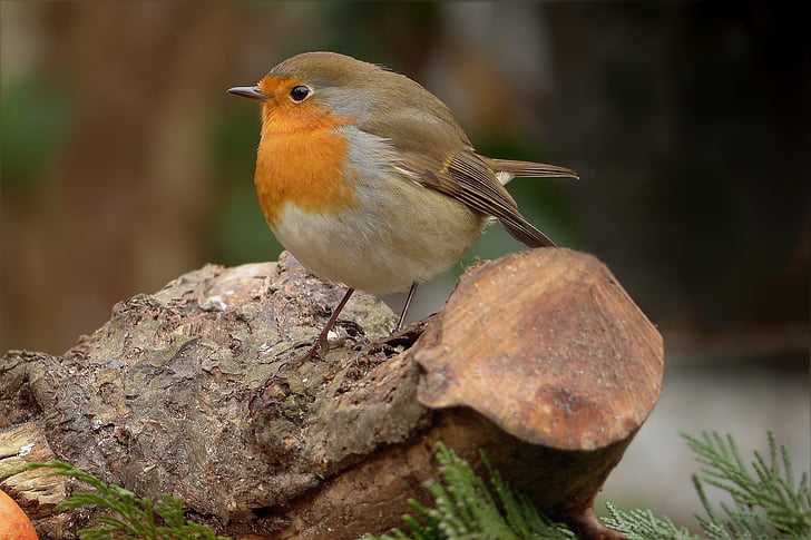 putns, Robin, aizveriet, kas meklē barību, dārza