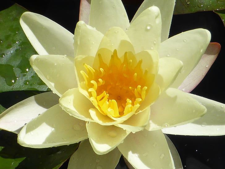 Lotus, mierīgu, Meditācija, daba, augu, puķe, atpūsties