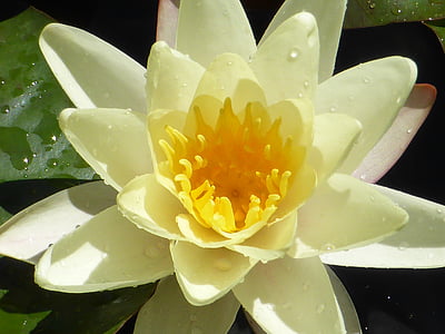 Lotus, tranquil, meditació, natura, planta, flor, relaxar-se