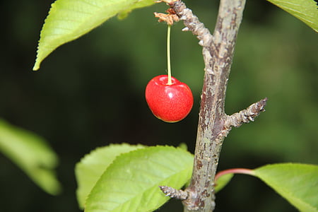 buah, Cherry, Taman