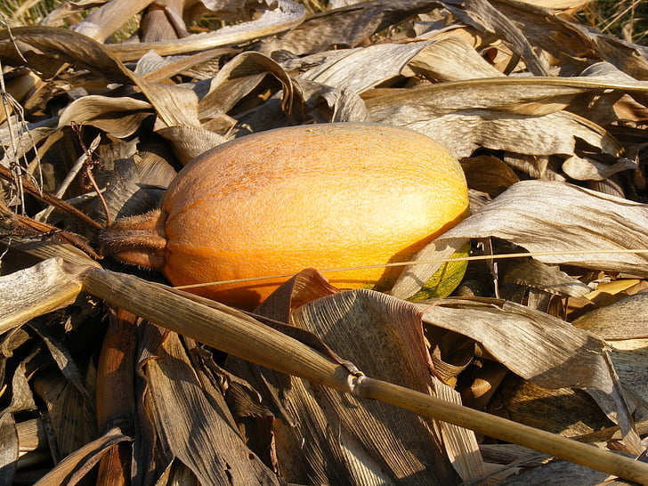kukuřice, sušené, na podzim, dýně, stopky, žlutá, podzim