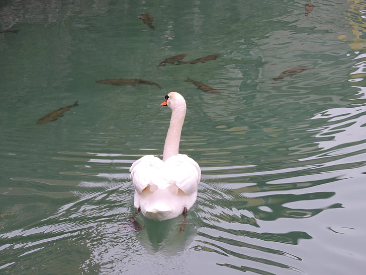 Swan, vann, dyr, fuglen, svømme, fisk, hvit
