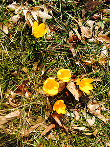 Crocus, Hoa, màu vàng, mùa xuân, nở hoa