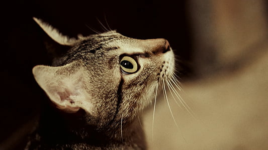 kočka, kočička, Profil kočky, šedá béžová, domácí zvíře, kočkovitá šelma, domácí zvíře