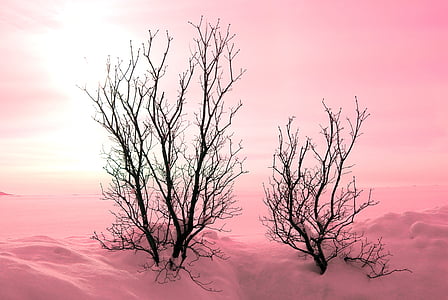дървета, зимни, снежна, естетически, клонове, филигран, самотен