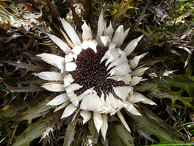 thistle de plata, Carlina acaulis, cardo, flor, floración, planta, Espinosa