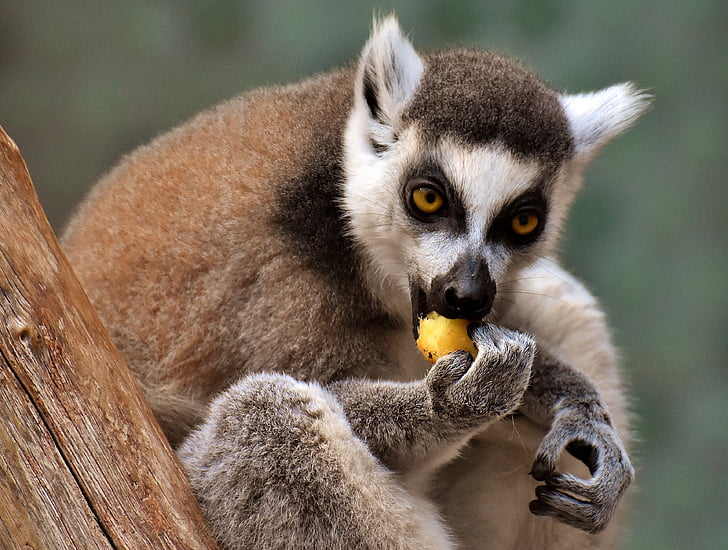 pērtiķis, lemurs, piemīlīgs, ēst, zooloģiskais dārzs, äffchen, jauks
