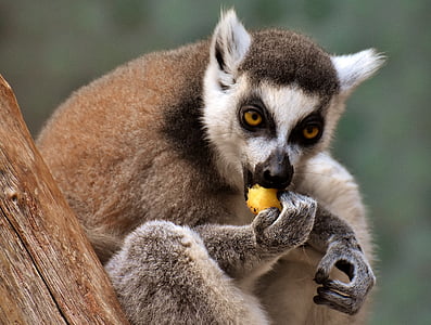 aap, Lemur, schattig, eten, dierentuin, äffchen, Sweet