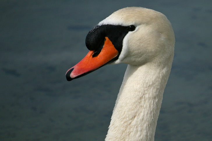 swan, mute swan, bird, water bird, white, lake, swim