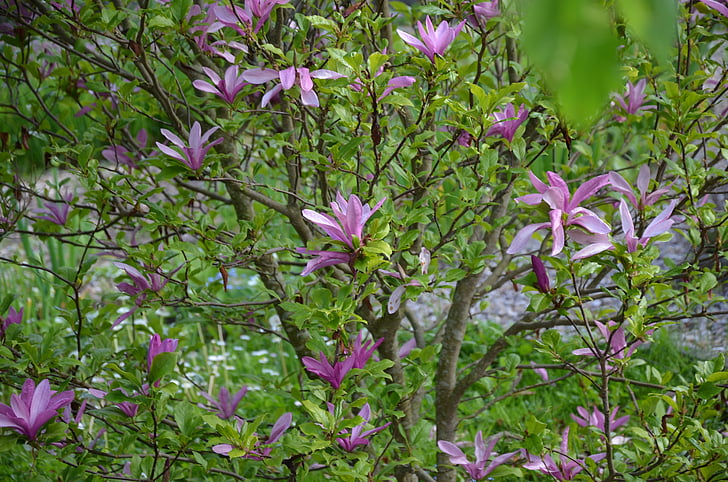 arbust de flor, violeta, primavera, natura