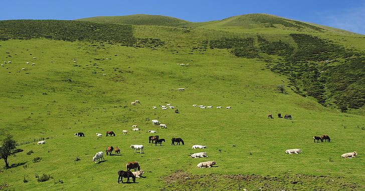 bétail, moutons, cheval, vaches, veaux, Colts, paysage