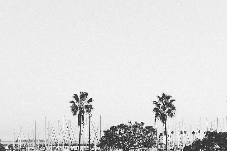 grayscale, photo, tree, harbor, boats, sailboats, palm trees