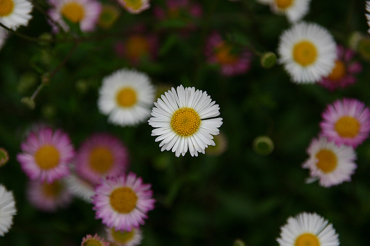 Daisy, veel, roze, natuur, zomer, Floral, plant