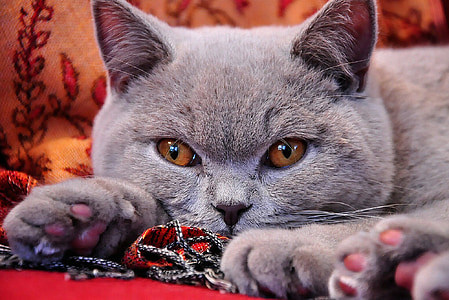 british shorthair, cat, young, grey fur, lilac, grey, cat baby