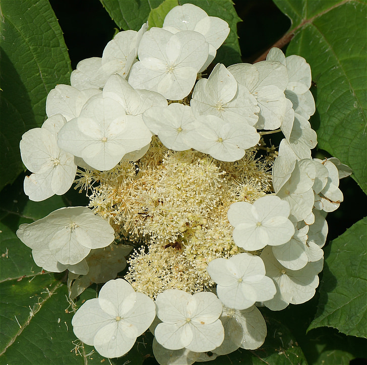Hortènsia de fulla de roure, Hortènsia, dalt a baix, blanc, flor, planta, jardí