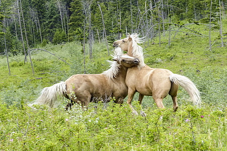 quarter horse, fighting, mammal, horses, animal, wild, wildlife