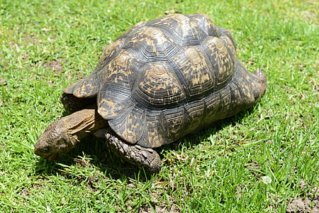 skildpadde, krybdyr, Sydafrika, skildpadde