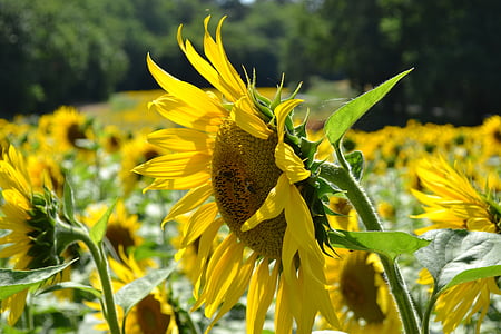 solros, stor blomma, fält av solrosor, kronblad, lämnar, gul, naturen