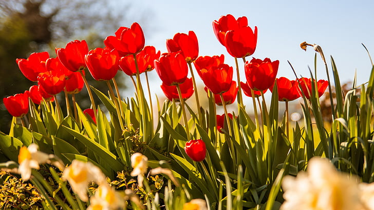 tulipaner, blomster, natur, rød, våren, snittblomster, vårblomster