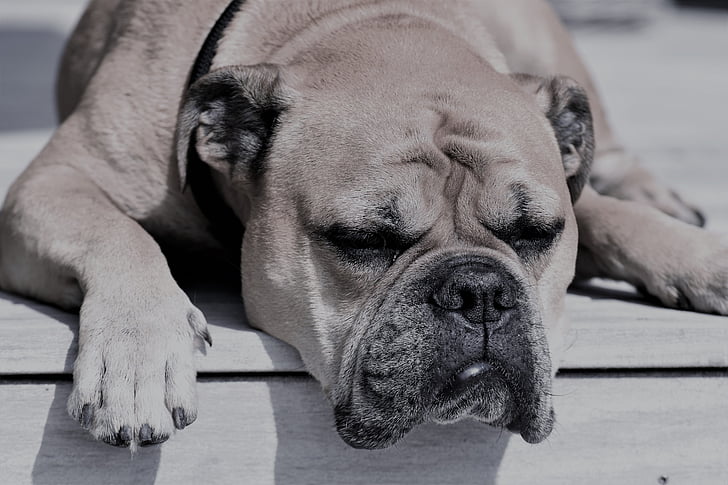 Continental bulldog, animale, cane, animale domestico, fotografia naturalistica, sonno, Ritratto animale