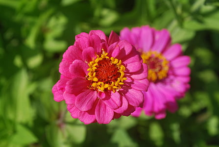 zínia, flor, -de-rosa, pétalas, macro, flor, florescendo