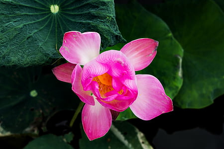 blomst, Lotus, hjem, siden, skrive, mann
