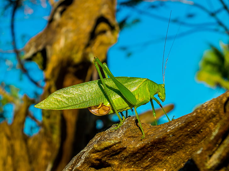 grasshopper, insect, close, green, nature, animal, wildlife
