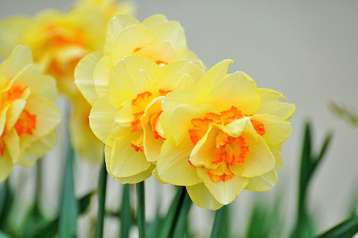geltonos gėlės, šalies, Fleurs des Eliziejaus, pavasarį, geltona gėlė, gėlė, sodas