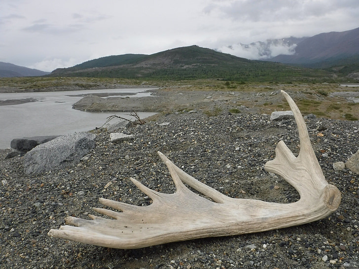 moose, solitude, canada, outdoors, landscape, nature, desolate