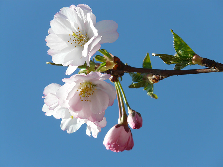 cirera ornamental, brot, flors, Rosa, cirerers japonès, flor del cirerer, flor