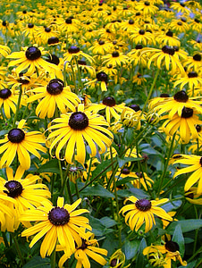 เดซี่, ดอกไม้, ธรรมชาติ, สีเหลือง