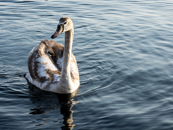 swan, sea, water, bird, white, blue, lake