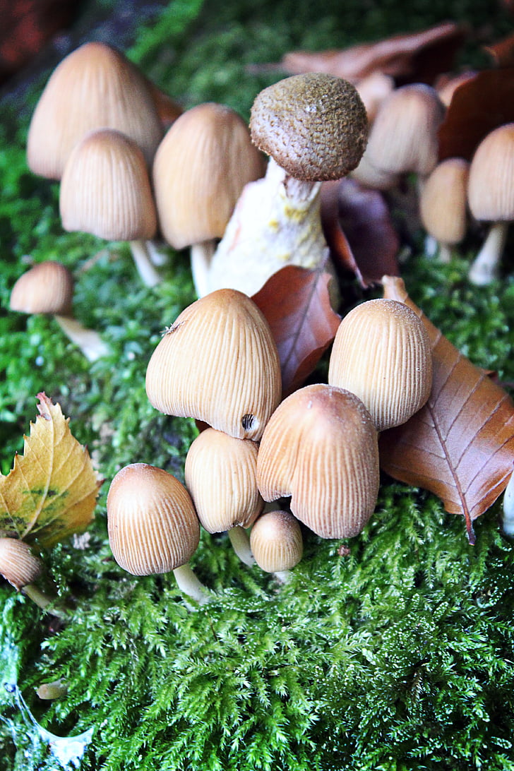 mushrooms, forest, nature, autumn, moss, leaves, mushroom