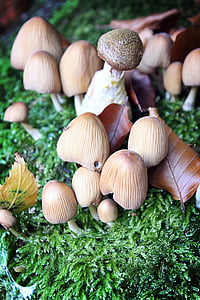 funghi, foresta, natura, autunno, muschio, foglie, fungo