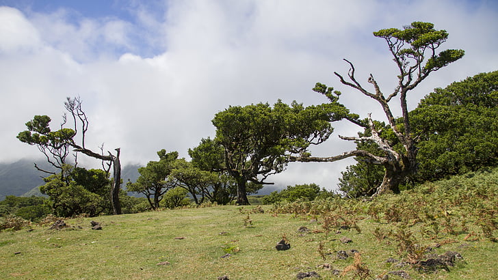 lovor šuma, lovor stablo, Madeira, drvo, priroda, krajolik, oblak - nebo