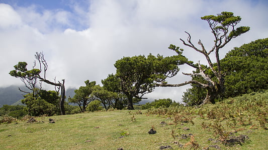 Laurierwoud, Laurel boom, Madeira, boom, natuur, landschap, Cloud - sky