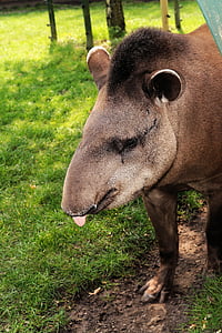 tapir, mamifer, perissodactyla, pustie, genul vechi, cap, închide