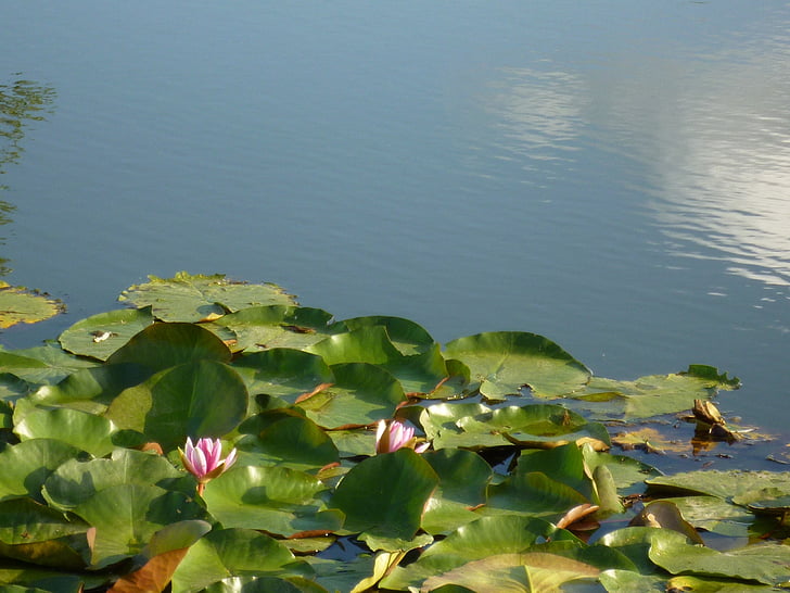 water lilies, lotus, summer