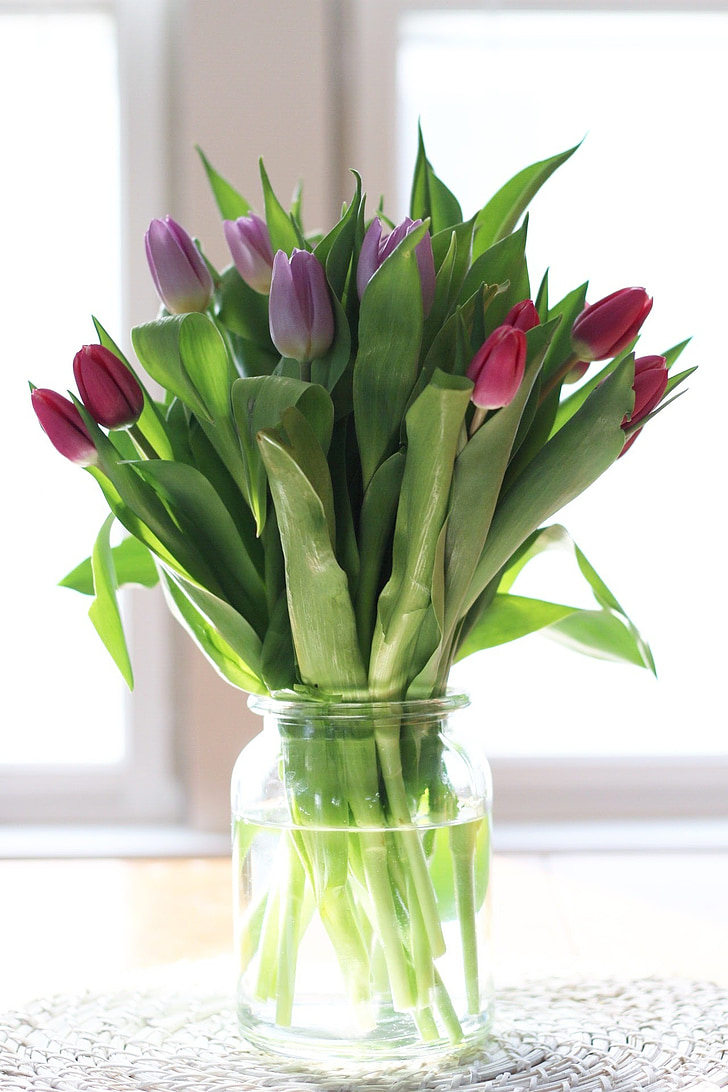 Tulip, fleurs, plante, lumière du soleil, flore, vert, Purple