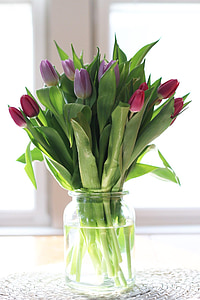Tulipán, květiny, závod, sluneční světlo, Flora, zelená, fialová