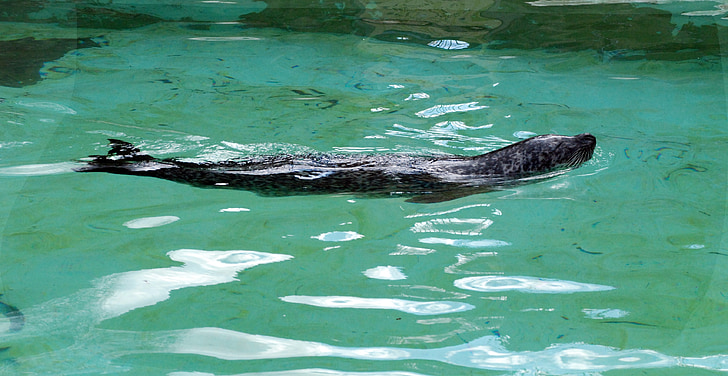 Seal, dierentuin, water, meeresbewohner, zeeleeuw, zoogdier, water schepsel